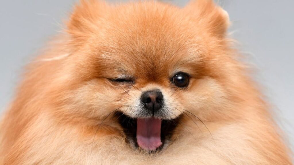 A light brown Pomeranian dog winking one of its eyes.