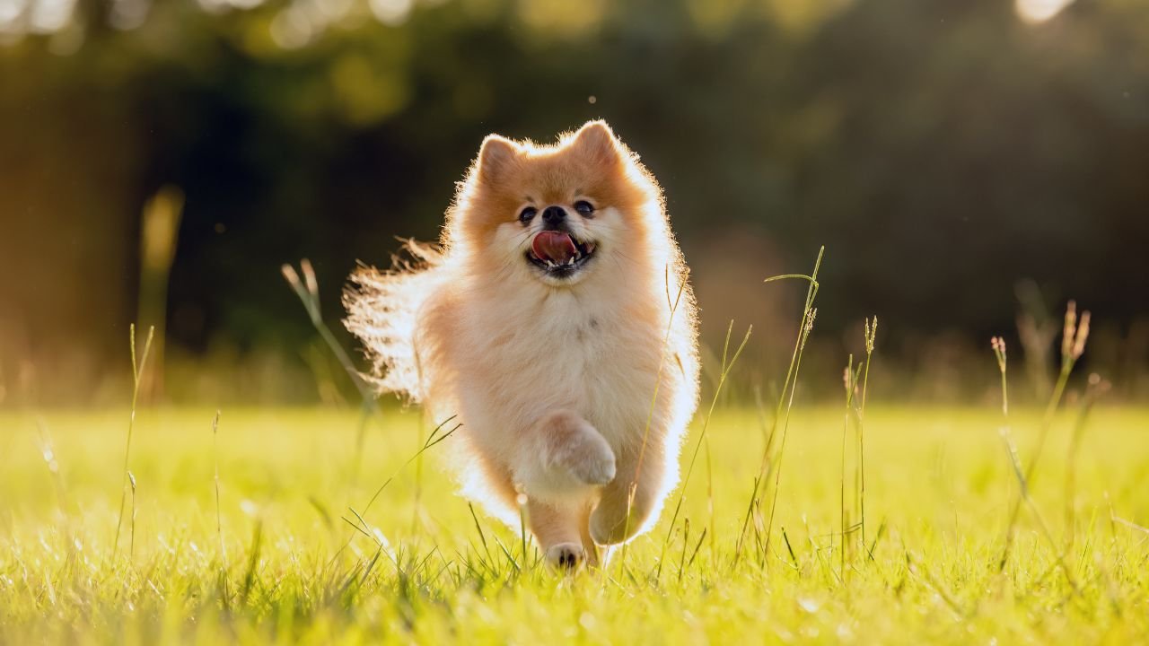 A light brown and white, long-haired Pomeranian dog, running happily in a field.