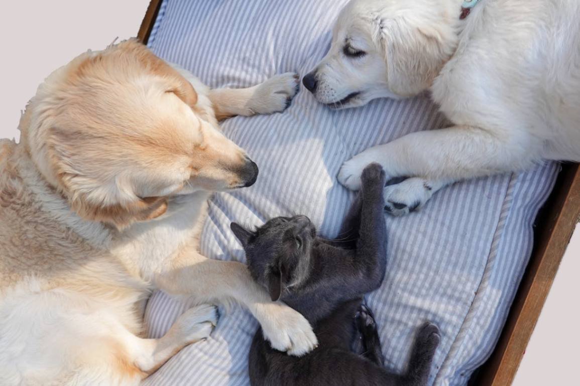 Yellow labrador, golden retriever, and gray cat lying comfortablly on a pillow at a pet boarding facility