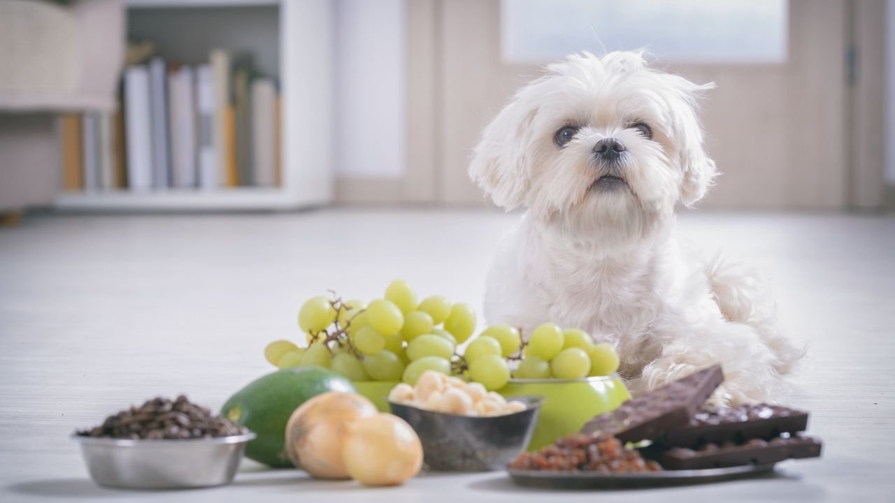 A Havanese dog sitting in front of chocolate, grapes, onions and garlic, and kibble, which are all unsafe foods for dogs