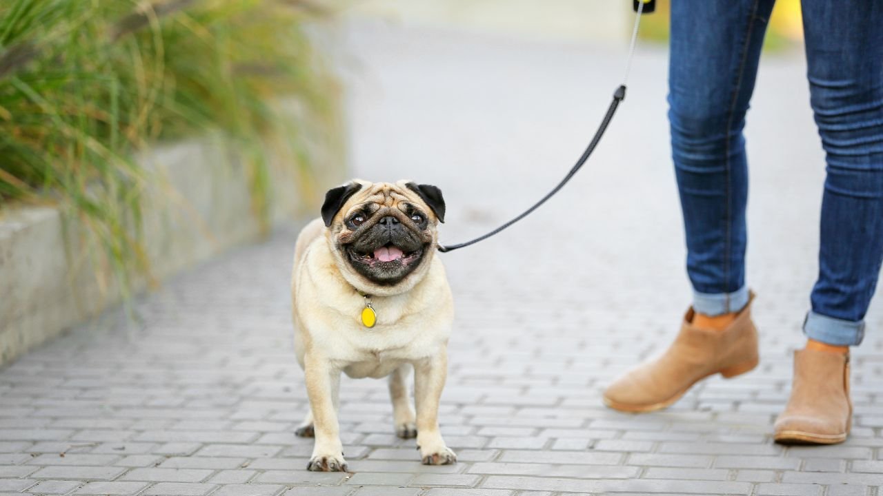 is-a-pug-right-for-you